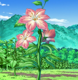 250px-Gracidea_flower_anime.png