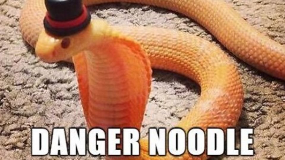 Danger Noodle.jpg