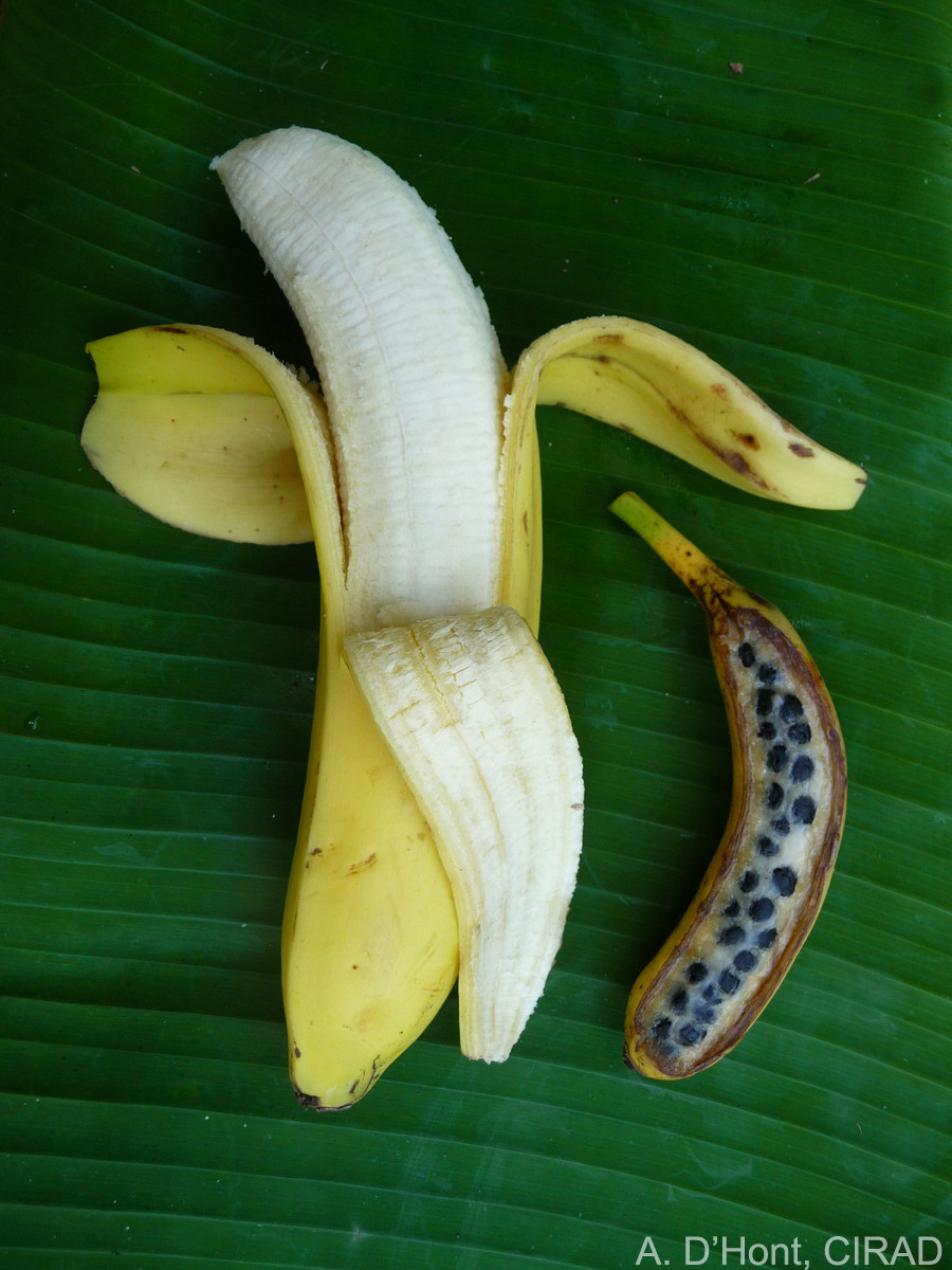 Domestication_of_the_banana.jpg