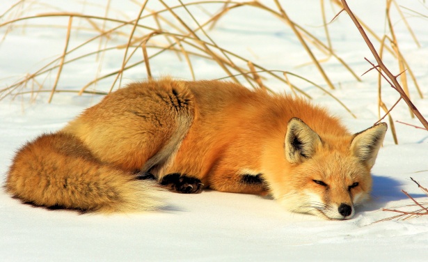 fox-in-snow.jpg