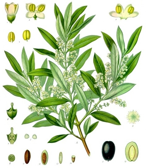 Olea_europaea_-_Köhler–s_Medizinal-Pflanzen-229.jpeg