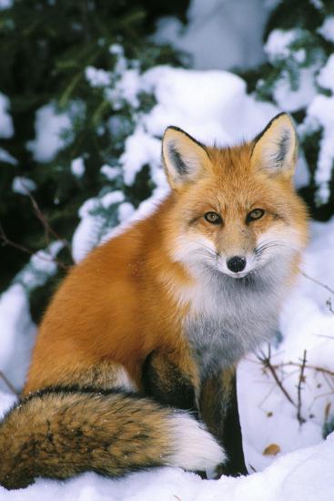 red-fox-in-snow_u-l-q106lrc0.jpg
