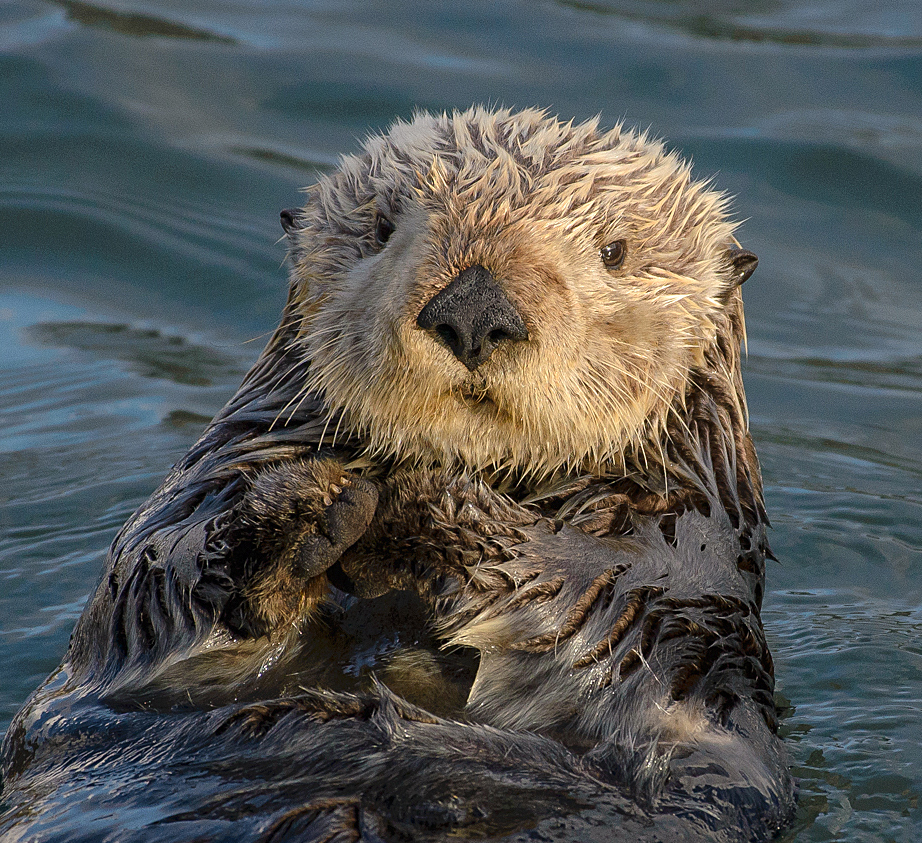 Sea otter (Inhydra lutris)