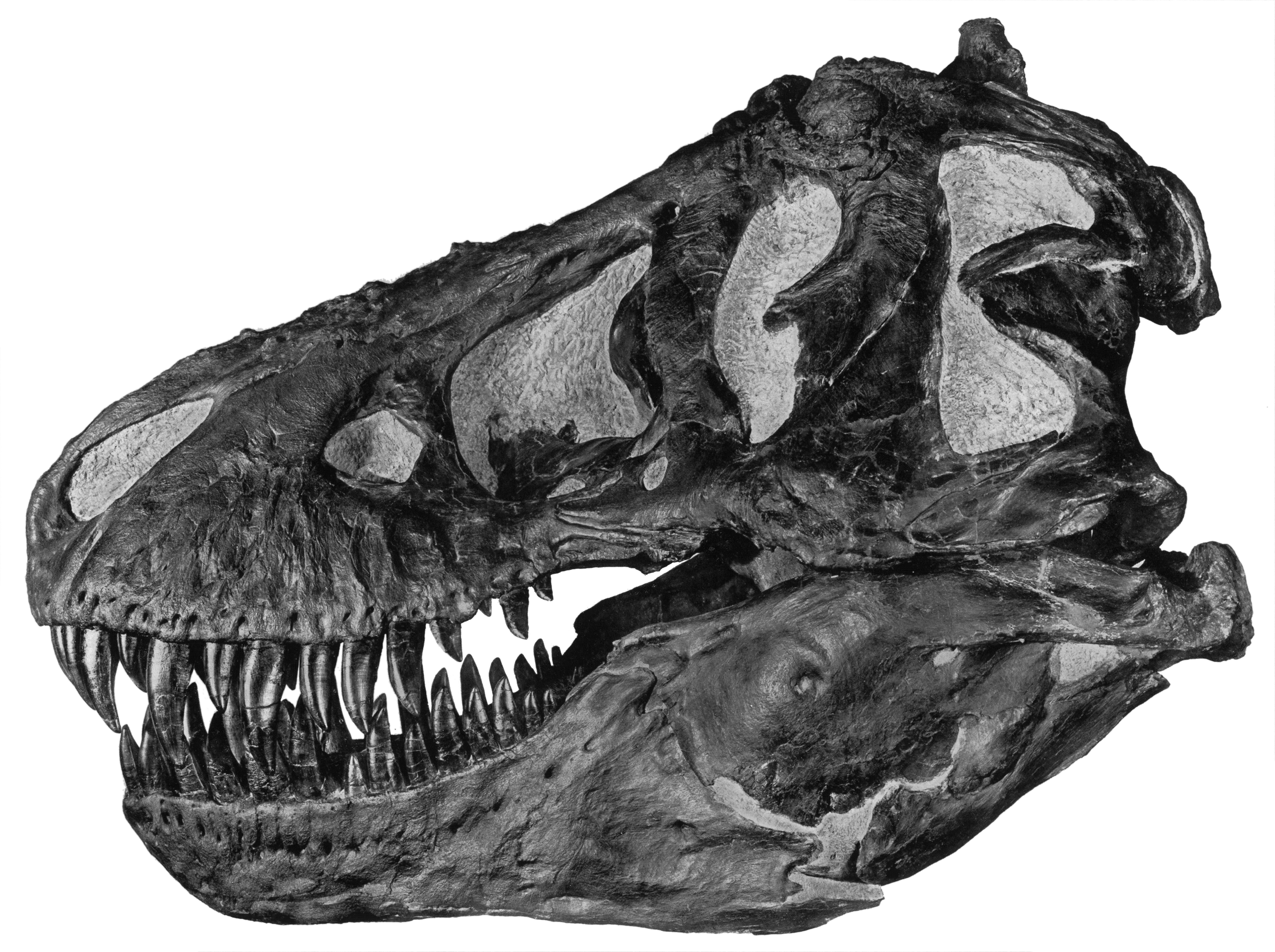 T. rex skull