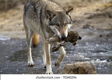 wolf-hunting-260nw-70340296.jpg