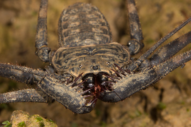 tailless-whip-scorpion.jpg
