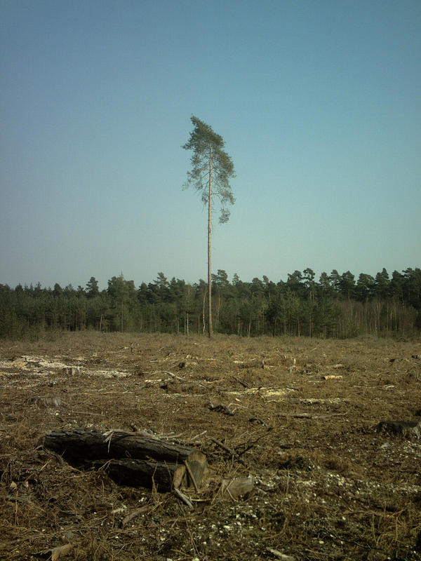 deforestation_by_safarifiver.jpg