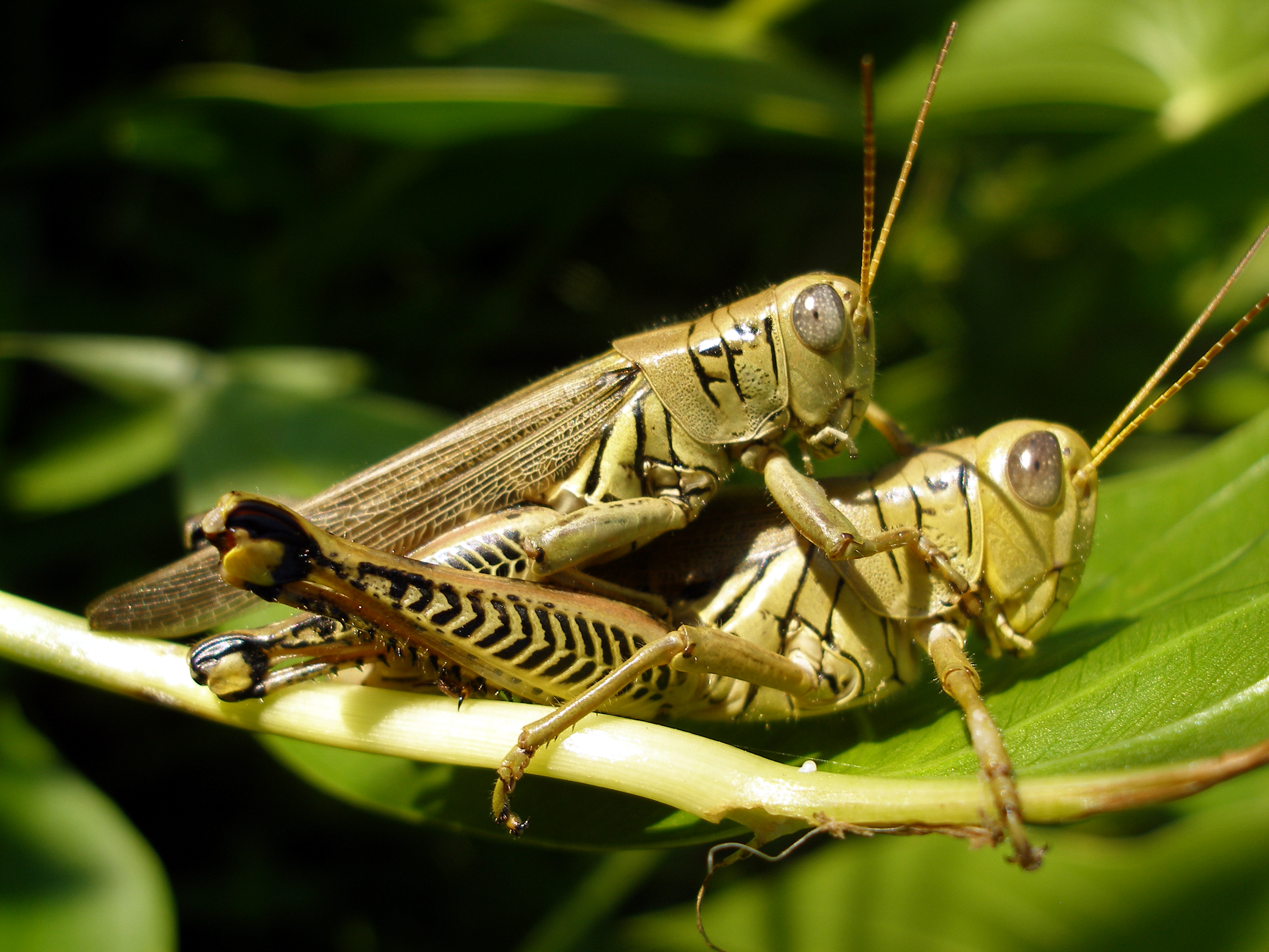 Grasshopper_at_MGSP.jpg
