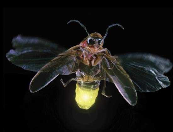 A-Firefly-at-night-with-its-abdomen-lit-up.jpg