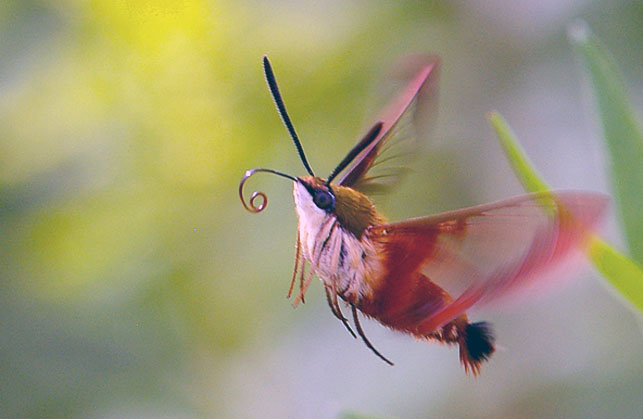 hummingbird_hawk_moth.jpg