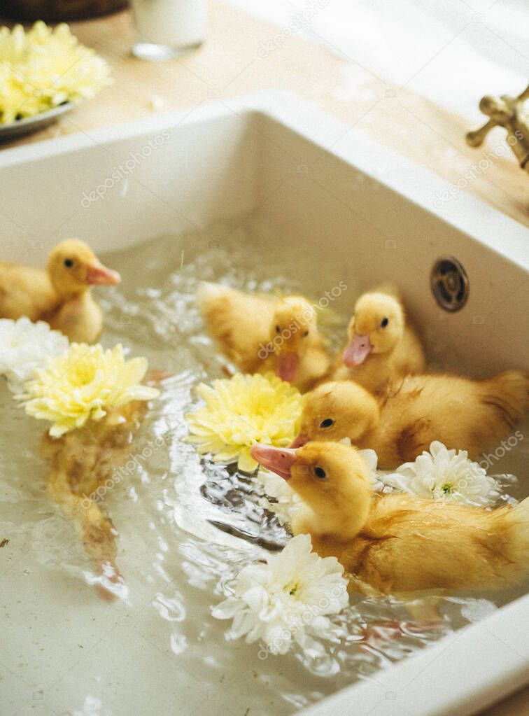 depositphotos_471611268-stock-photo-cute-yellow-ducklings-splash-sink.jpg