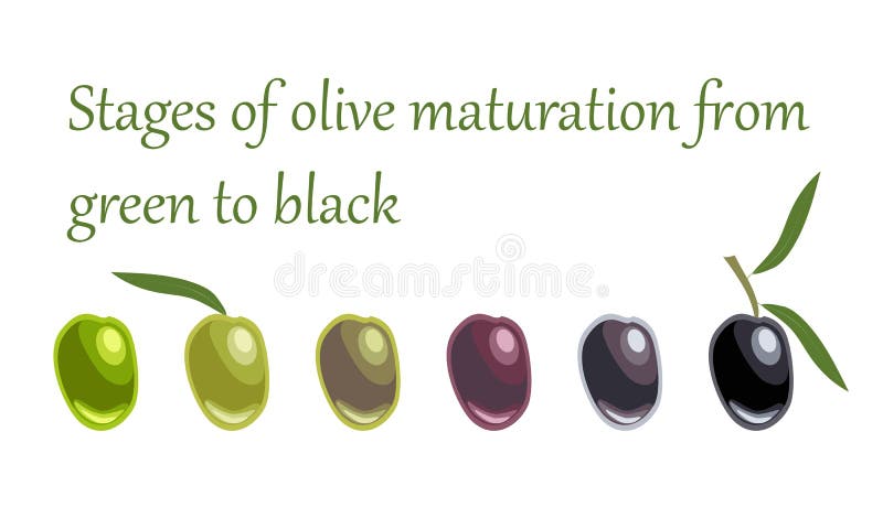 stages-olive-maturation-green-to-black-six-fruits-varying-degrees-maturity-plants-fruit-trees-217287013.jpg