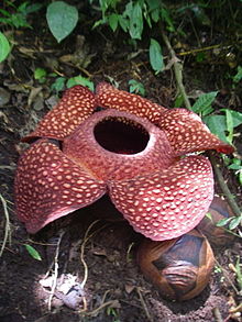 220px-Rafflesia_sumatra.jpg