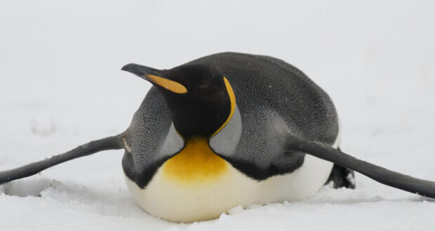 www.penguins-world.com